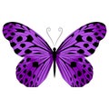 Beautiful exotic butterfly motley purple color.Vector  illustration on a white background. Royalty Free Stock Photo